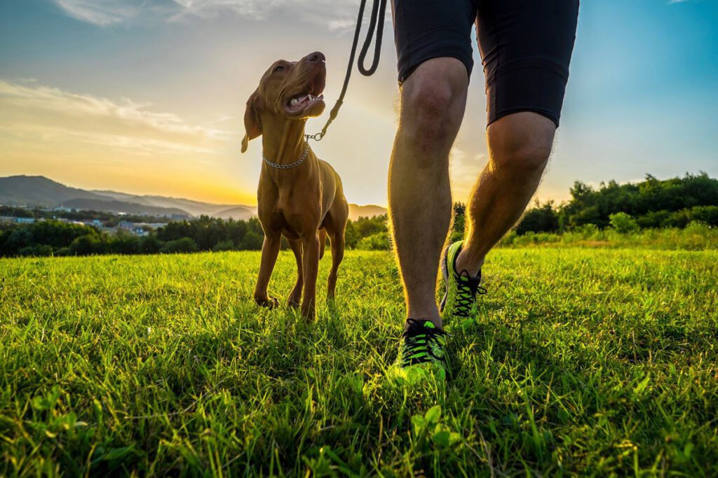 legs walking with a dog